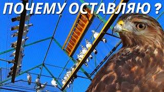 Особые голуби теперь как мишень для Хищника  / pigeon pigeons