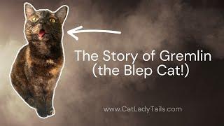 The Story of Gremlin the Blep Cat | @catladytails