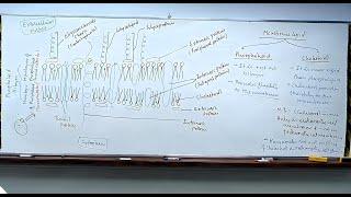 Cell Biology | Membrane Structure | fluid Mosaic Model | 11th biology Allen classroom