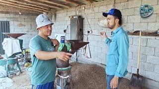 Buqalarni semirtirish yollari Buqa boqish sirlari | Бука бокиш сирлари букаларни семиртириш йоллари