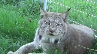 Max Canada Lynx and His Gourds