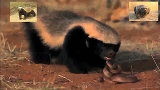 Honey Badger Narrates: Wild Discovery-RARE-Honey Badger Vs Nasty Long Snake Battlefield