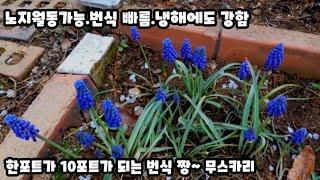 무스카리 부자되기(노지월동되죠~ 번식 정말 잘되죠~꽃도 이쁘죠~)