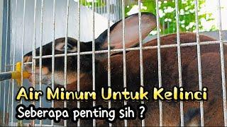 SEBERAPA PENTING AIR MINUM UNTUK KELINCI ?