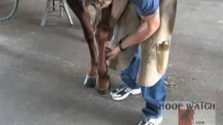 Chad Chance Shoeing a cutting horse