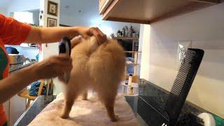 pomeranian haircut with clippers -Teddy get full haircut dogs grooming