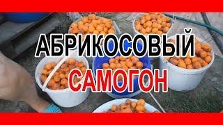 Абрикосовый самогон дома