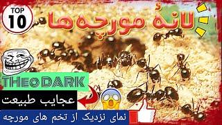 راز بقا , survival : تخمای مورچه از نمای نزدیک , کشت زرشک