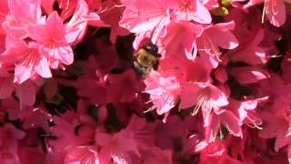 SEA AgriView Bees