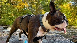 Calvin The Boston Terrierist! is going live! Boston Terrier Play Date!