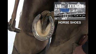 Basic Hoof Care