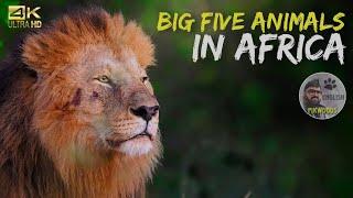 Big Five Animals of Masai Mara | Rhinoceroses and Leopard in Africa