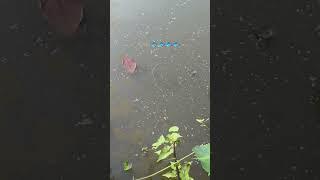 #Apu #Nature #Fish