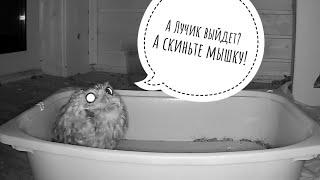 The little owls owls graze in a basin with crickets. Kubysha's very scared, but he wants to eat more