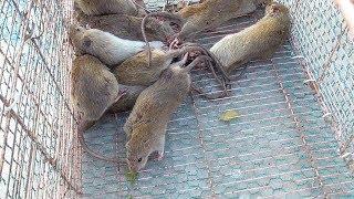 Graphic: Vietnam wild food - Rice Field MOUSE RAT - Cooking MOUSE in Vietnam