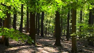 Summer Tranquility ~ birds & bugs & stream