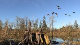 Duck Hunting a Secluded Island Full of Pintail