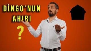 DİNGO'NUN AHIRI TABİRİ NEREDEN GELİYOR? | Dingo’nun ahırı nedir?