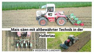 Mais säen mit altbewährter Technik in der Hallertau / MB Trac 800 / Hassia / Valtra