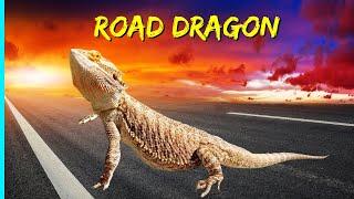 RV Life With A BEARDED DRAGON (Reptile) | Full Time RV Living | RYJ