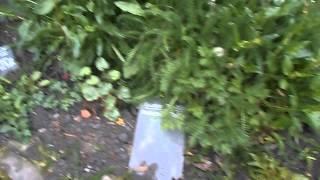 A walk in Greyfriars cemetary's permaculture garden in Edinburgh/Scotland - 1