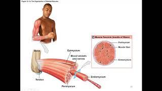 Chapter 10 Muscle Tissue and Contraction