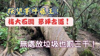 【探望茅坪藤王！】梅大石澗+茅坪古道！【一路行一路講】