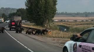 Grizzly 399 and cubs cross Highway 22