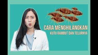 CARA MENGHILANGKAN KUTU RAMBUT DAN TELURNYA SAMPAI TUNTAS