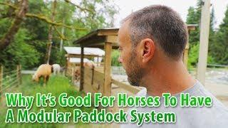 Why It's Good For Horses To Have A Modular Paddock System