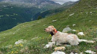 Larice delle Bianche Alpine, lezioni di correttezza al frullo, Setter inglese