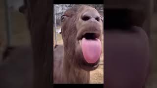 Animal sticking its tongue out 