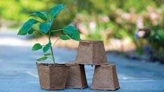 Eco-Friendly Seed Starting Containers