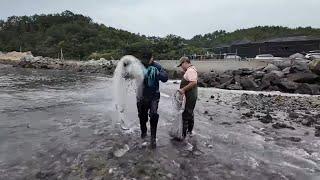 최고의 횟감! 이거 잡으면 무조건 회로 드세요! 자급자족 꿀잼 투망