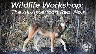 Webinar - The All-American Red Wolf