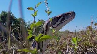 Florida Python Challenge ends Sunday amid health advisory