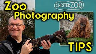 Tips for how to take better zoo photographs