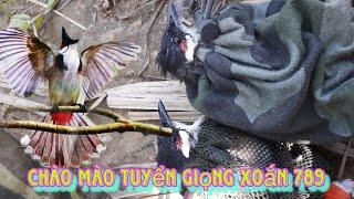 Chào Mào Gia Lai Vùng Giọng Xoắn Mỏng Lông Dài Đòn 2-11-2034