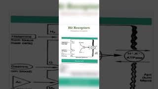 H2 receptors// histamine receptors // PHARMA KNACK//