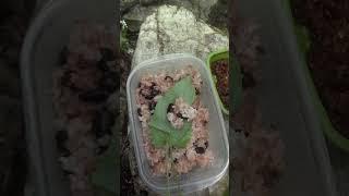 #1분힐링: Dr. 심마니가 만든 서덜취 쌈밥 드세요!!
