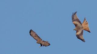 Combat aérien entre une buse variable deux corneilles noir et un milan royal filmé en 4K UHD