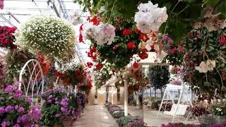 Amazing Varieties of Hanging Baskets