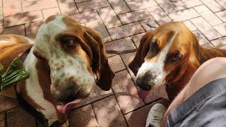 Basset hounds visit parliament