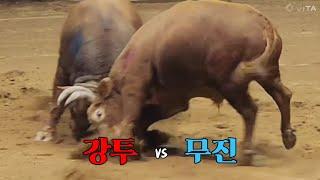 #강투(홍) vs #무진(청), 무진1R 승 #청도소싸움왕중왕전 16강전 49/1 갑12 (241207)