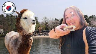 BEST DAY TRIP from SEOUL SOUTH KOREA (nami island & alpaca world)