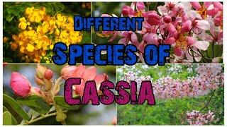 𝐃𝐢𝐟𝐟𝐚𝐫𝐞𝐧𝐭 𝐒𝐩𝐞𝐜𝐢𝐞𝐬 𝐎𝐟  𝐂𝐀𝐒𝐒𝐈𝐀  #plant  #taxonomy #flowers #field #cassia #botany  @Plant_investigation