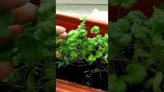 Coriander Leaves#shorts