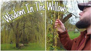 Wisdom In The Willows  - Can This Tree Take Pain Away? 