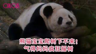 熊猫宝宝爬树下不来！气得妈妈疯狂摇树