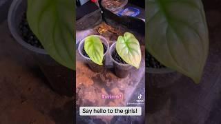 Who knew they’d be valley girls lol #alocasia #alocasiasilverdragon